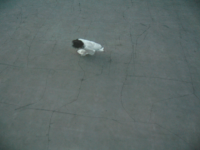 Shilpa Gupta. Untitled, 2006. Video projection with sound and drawing on floor, 8 min loop.